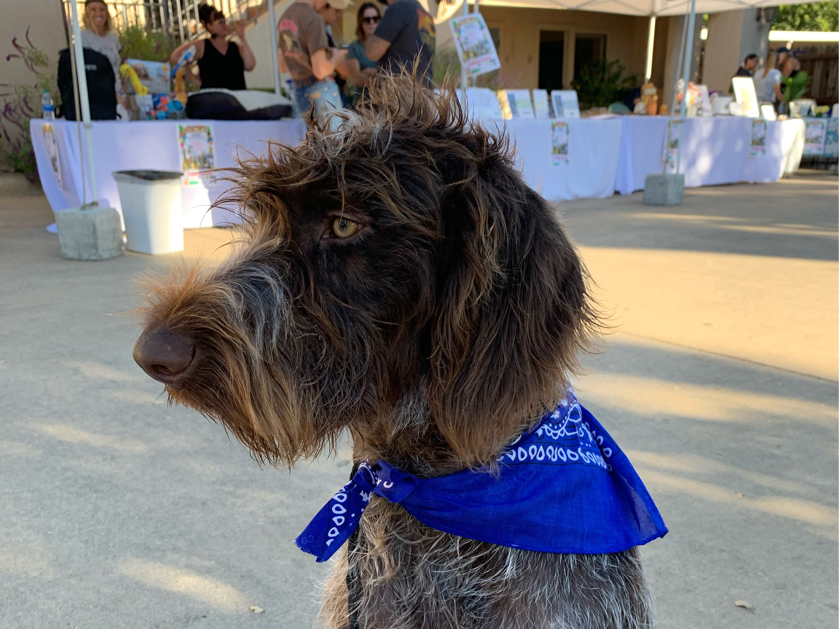 Homes for Pets Fundraiser and Food Drive